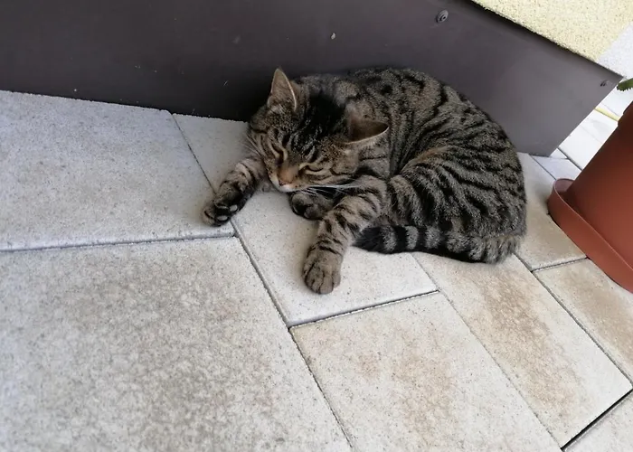 Andi *